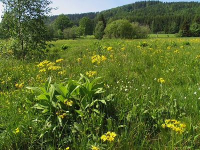 Trčkovská louka PR, Josef Hájek